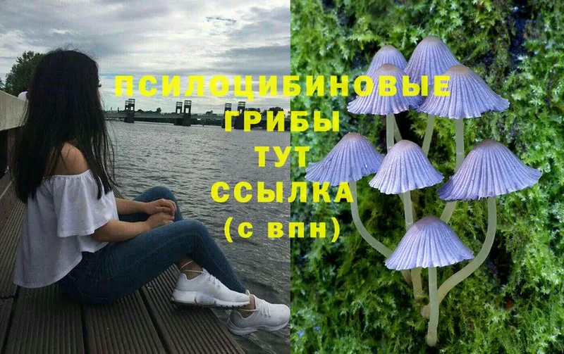 Галлюциногенные грибы Psilocybine cubensis  Мытищи 